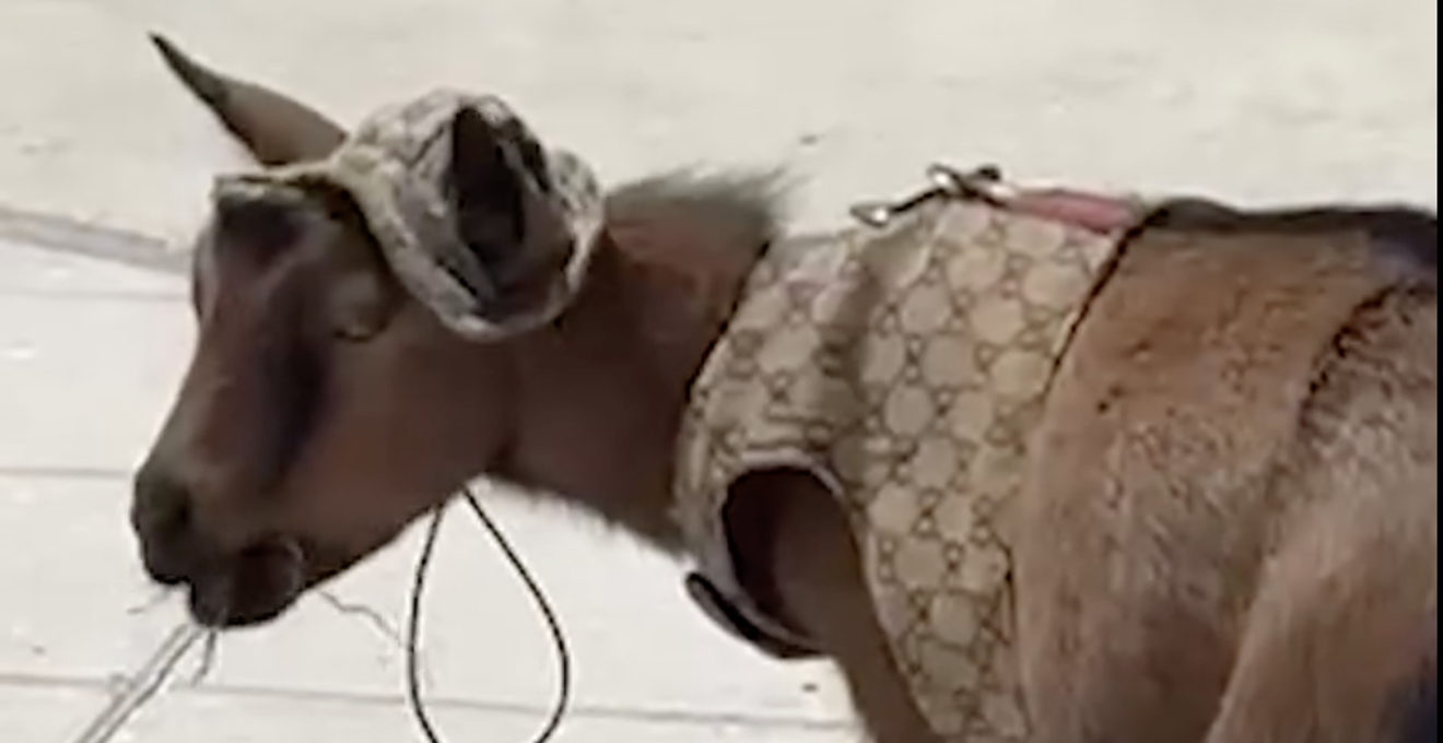 Image: Is Luna the Gucci Goat Broward’s Newest Icon?