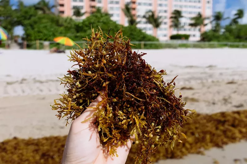 Image: The latest on the stinky seaweed that has been clogging up Miami's beaches.