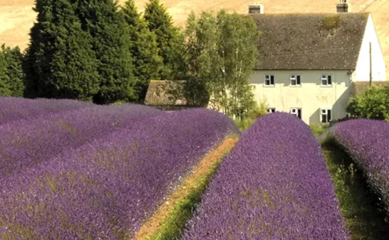 Best Bakery 2008 La Provence Best