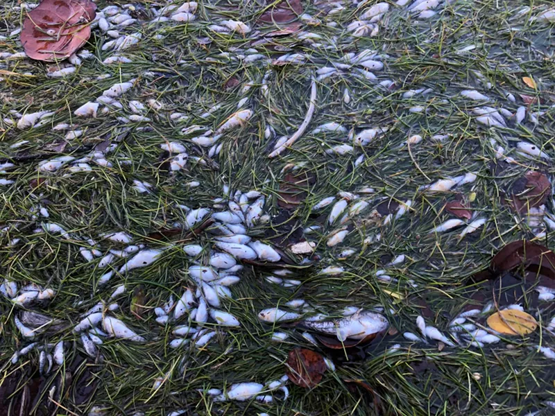 Image: Fish are dying in Biscayne Bay.
