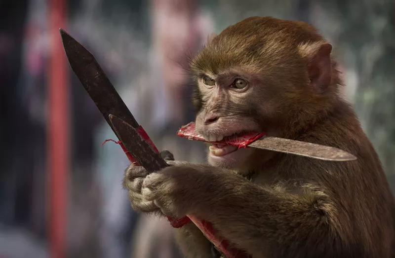 Image: A macaque monkey catches knives as it works with a trainer at the Qilingang Monkey Farm on February 2, 2016.