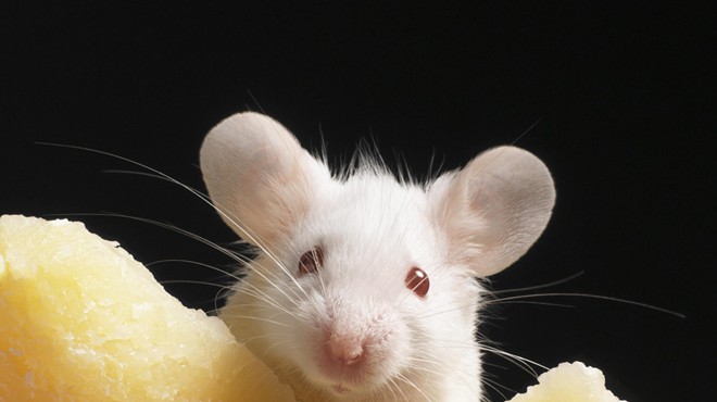 A mouse pokes his head over a chunk of cheese
