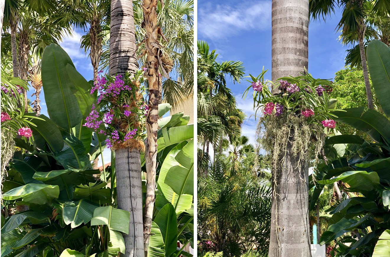 Orchids in bloom along Lincoln Road.