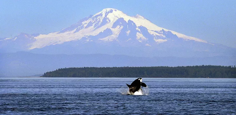 Image: A wild orca torpedoes out of Puget Sound, the orca Lolita's former home.