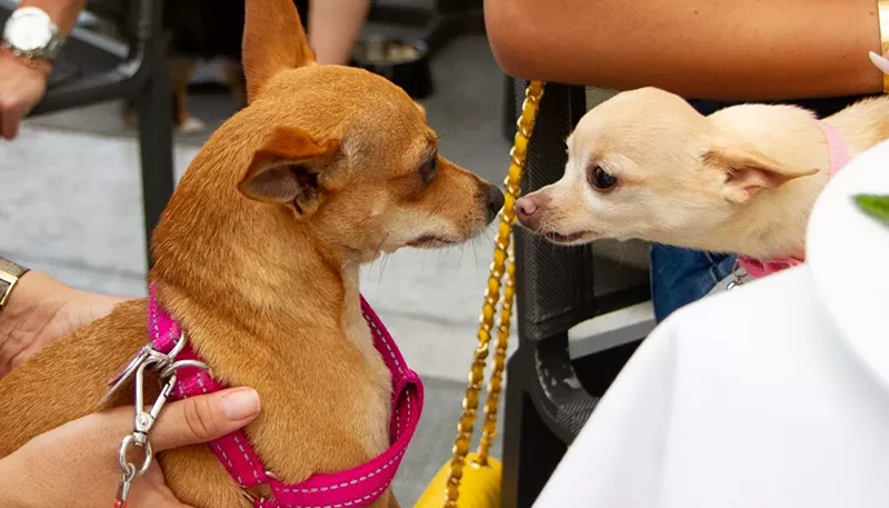 Image: The author and a new friend.