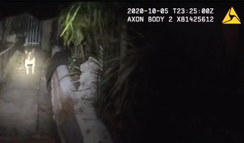 Image: One Miami-Dade Police officer tased the dog, the other then fired his gun at least twice.
