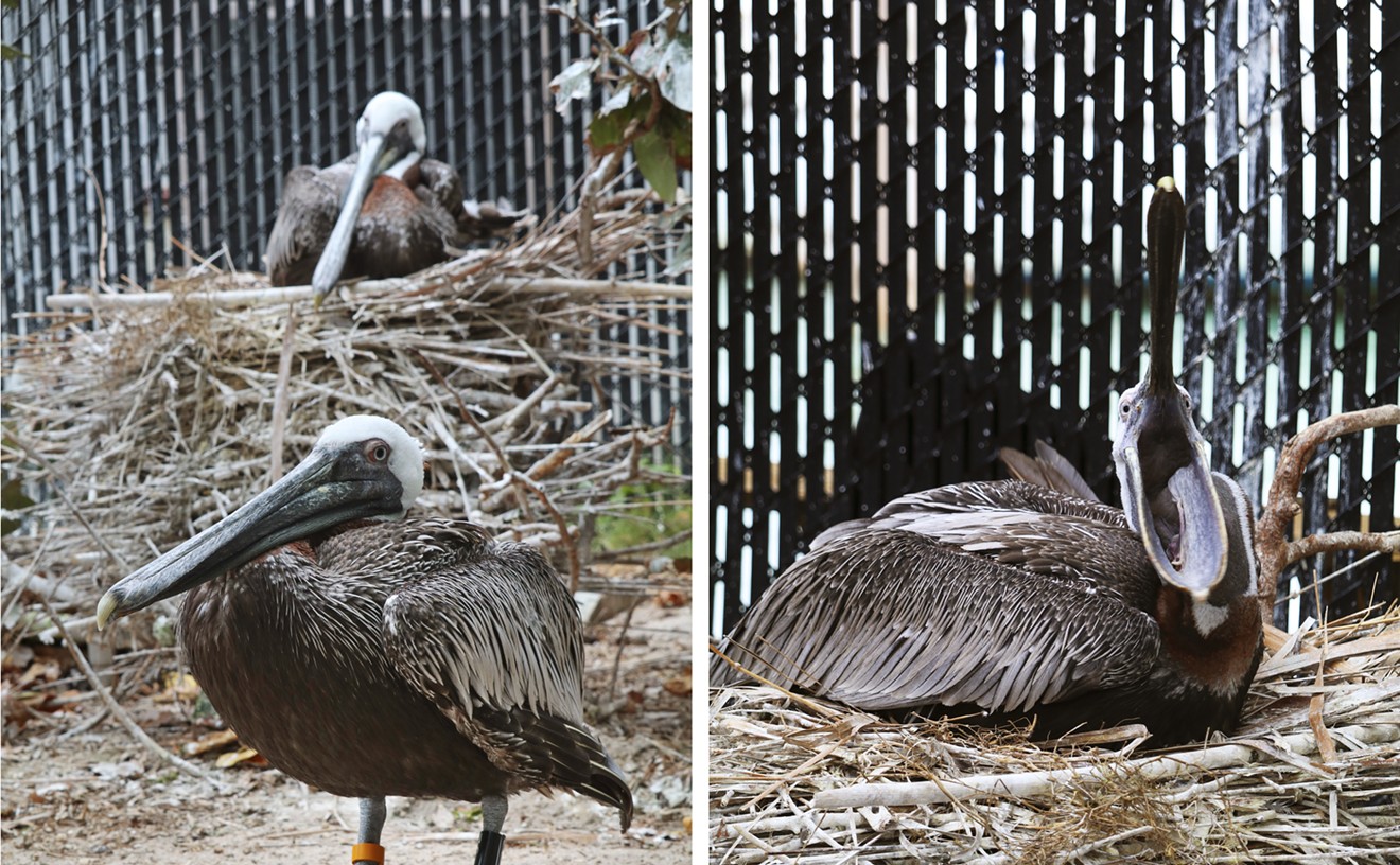 Meet Pepe and Enrique, Male Pelicans Sharing a Miami Nest for Almost 20 Years