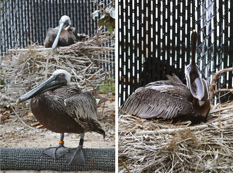 Image: Pepe (foreground left) and Enrique in their Pelican Harbor home.
