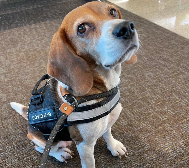 Image: One of the Beagles working SOBEWFF.
