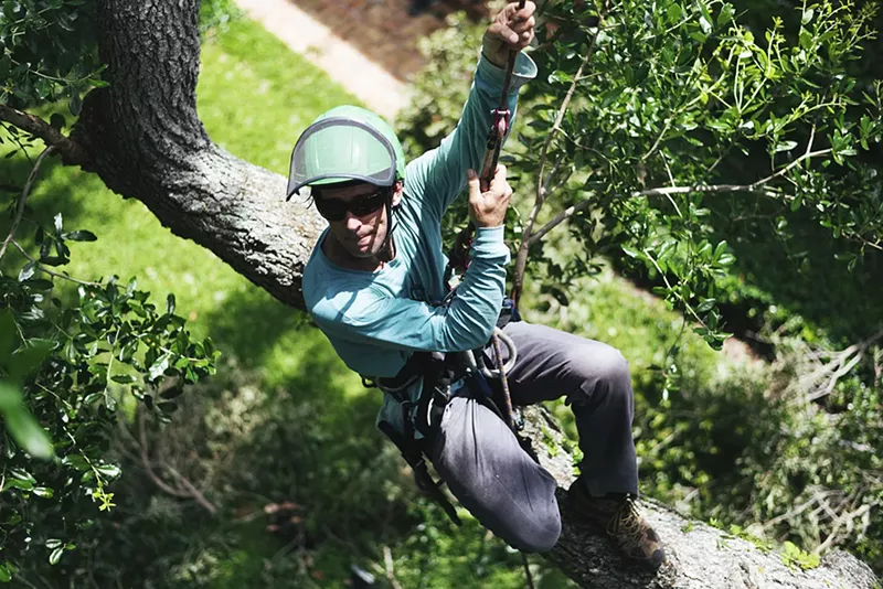 Image: Jason Gerrish holds a rope while pruning a South Miami oak.