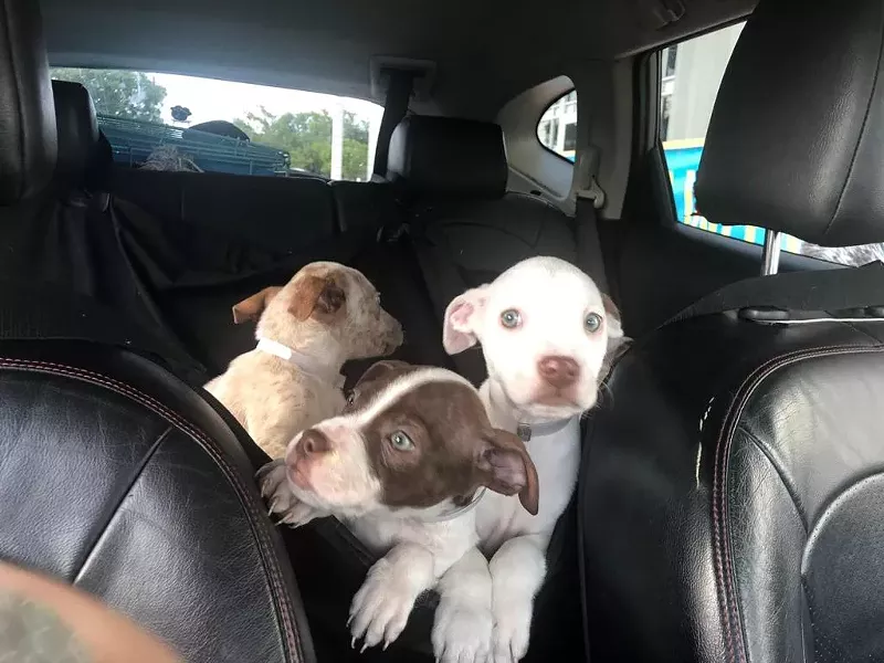 Image: Puppies saved by Miami Animal Rescue before Hurricane Dorian.