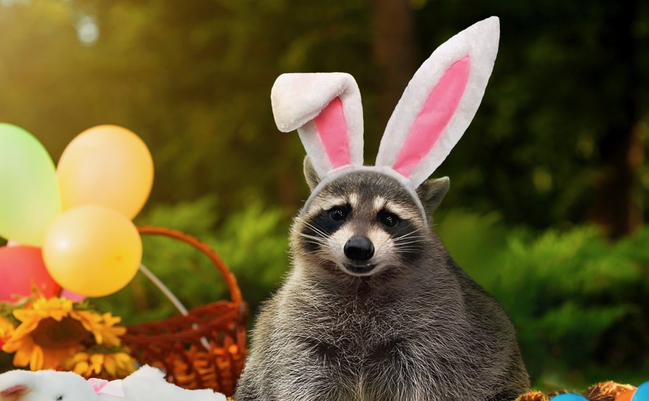 Miami-Based Raccoon Who Paints Wins 2024 Cadbury Bunny Contest