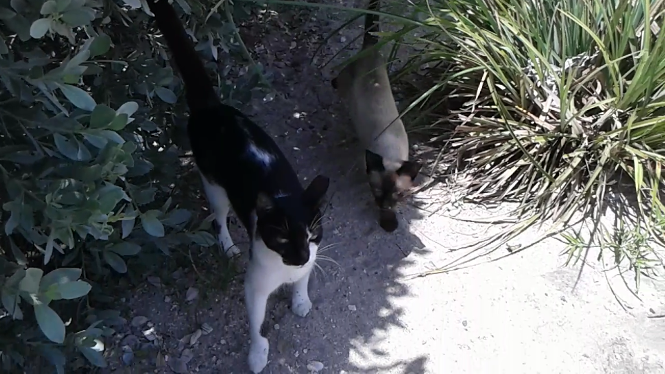 Two of the cats that lived in the vegetation behind 5555 Collins Ave.