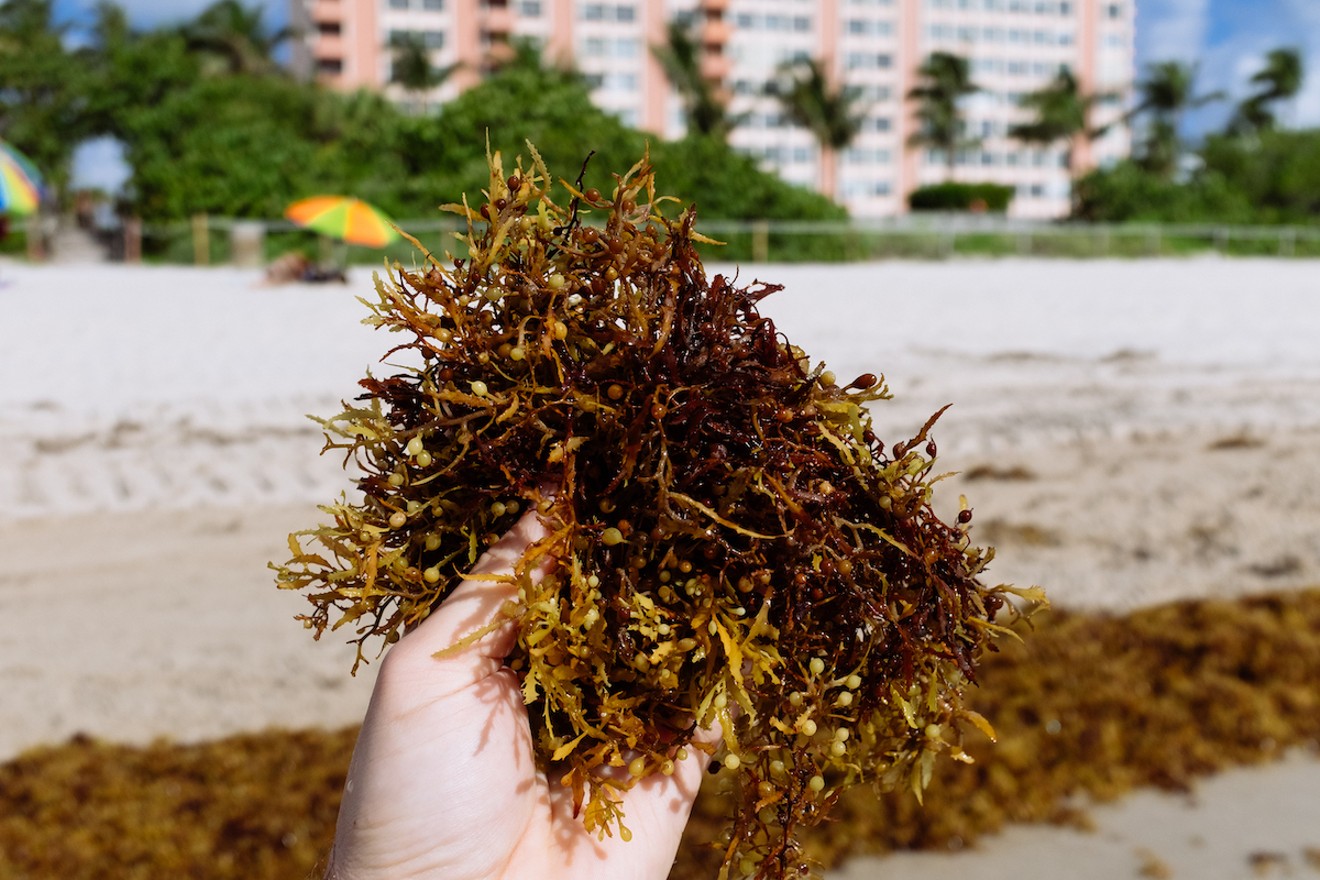 Miami Beach is struggling to contain an influx of sargassum seaweed.