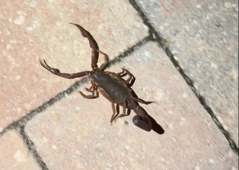 Image: screenshot of a video of a scorpion crawling on a brick oardwalk