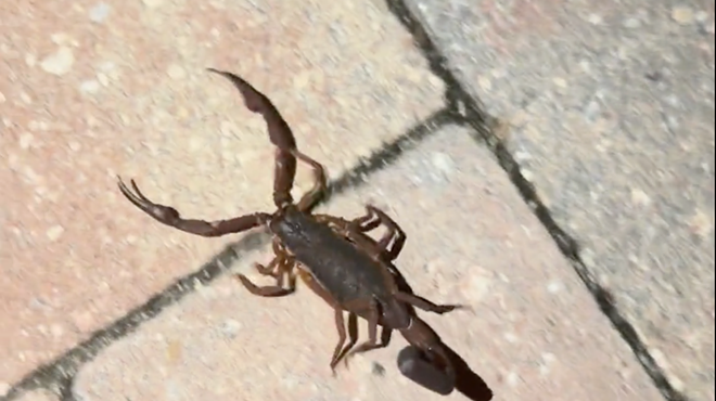 screenshot of a video of a scorpion crawling on a brick oardwalk