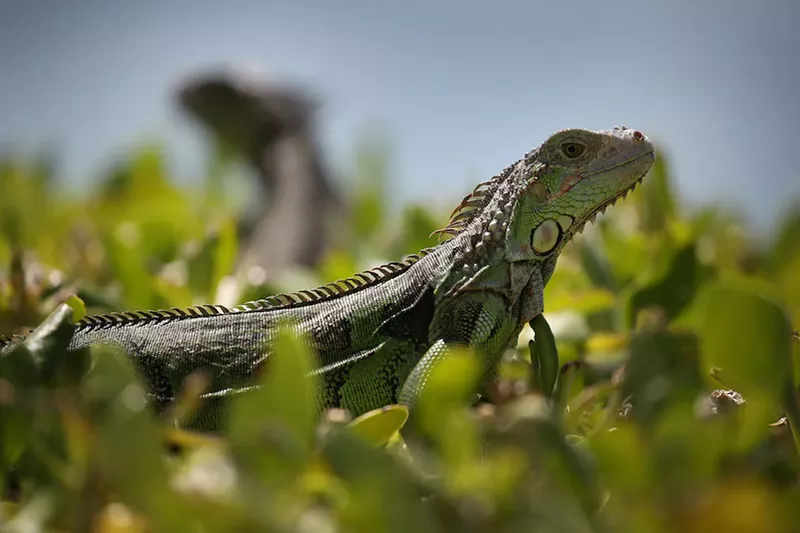 Image: Iguanas aren't welcome in Miami Beach.