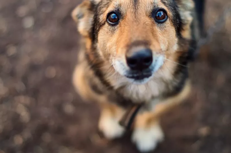 Image: a close-up photo of a stray dog with sad eyes