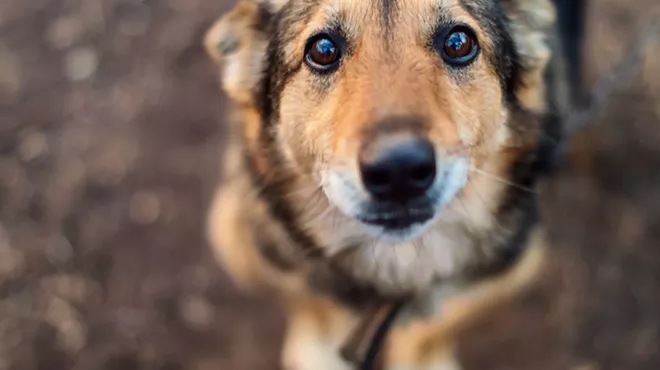 a close-up photo of a stray dog with sad eyes