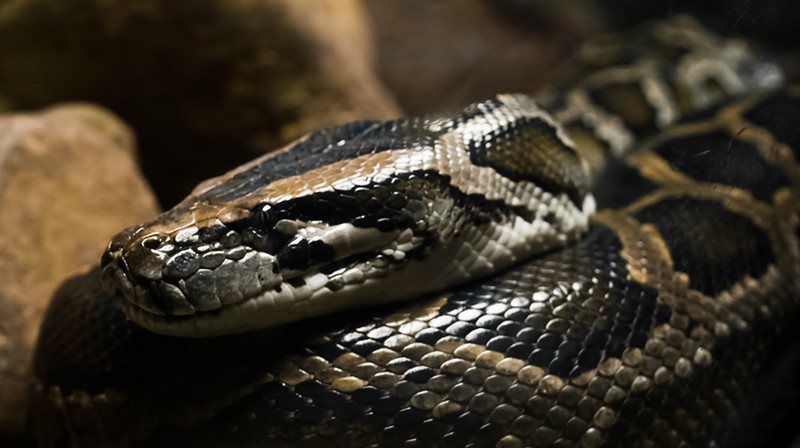 Burmese python