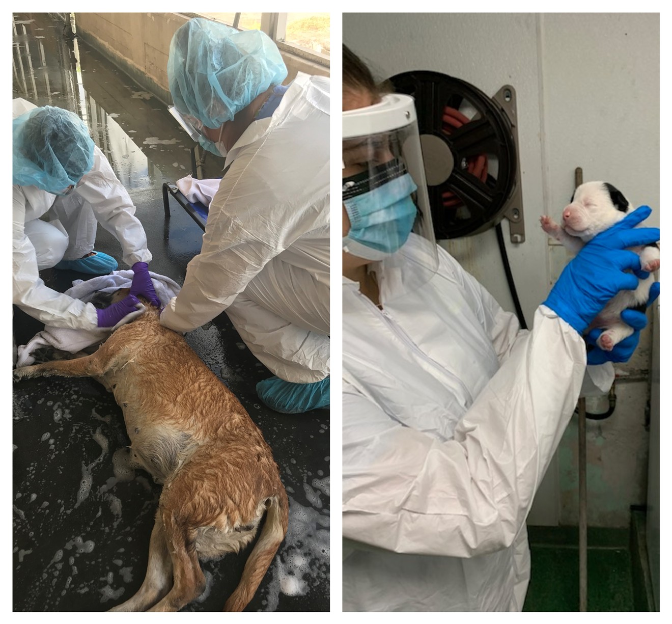 Left: Linda, a German shepherd mix exposed to COVID-19, gets a bath. Right: A puppy whose owner was hospitalized for COVID-19.