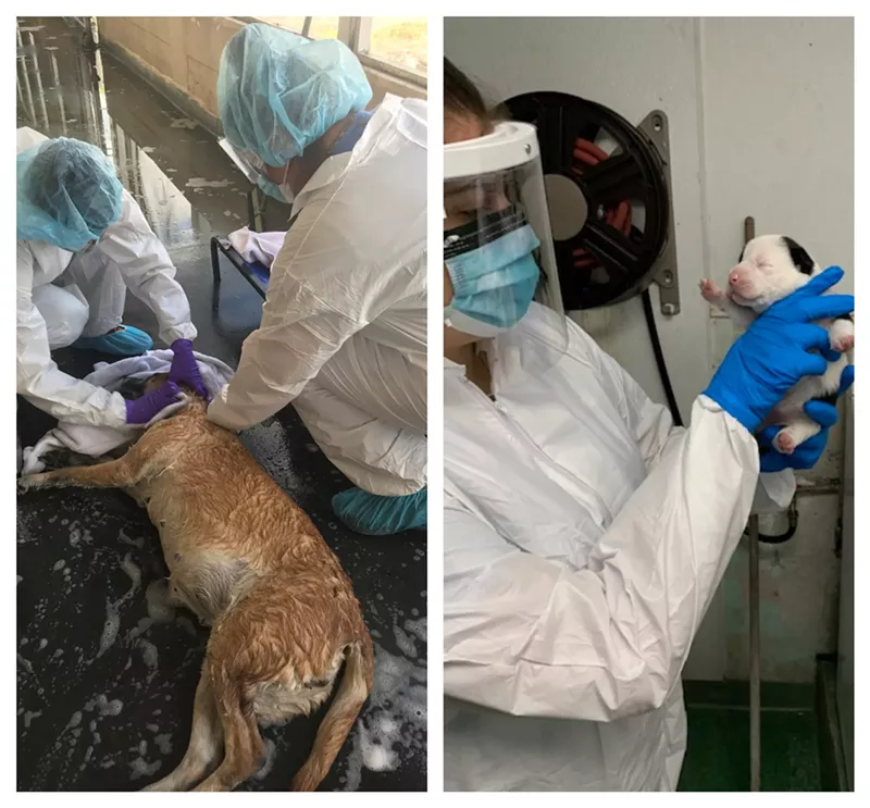 Image: Left: Linda, a German shepherd mix exposed to COVID-19, gets a bath. Right: A puppy whose owner was hospitalized for COVID-19.