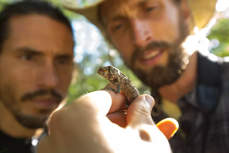 Image: Biologists Nate Dappen and Neil Losin examine the Anolis landestoyi, one of the rarest lizards in the world.