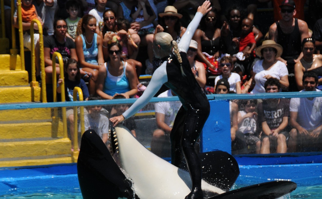 Miami Seaquarium Changes Its Tune on Releasing Lolita the Orca to Sanctuary