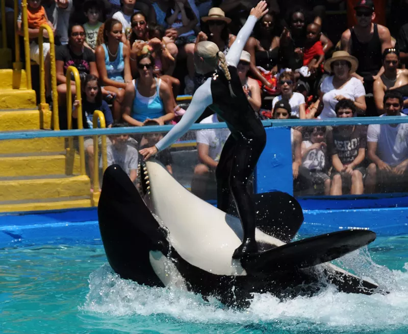 Image: Lolita the killer whale has been living in captivity ever since she was captured from Puget Sound in 1970.