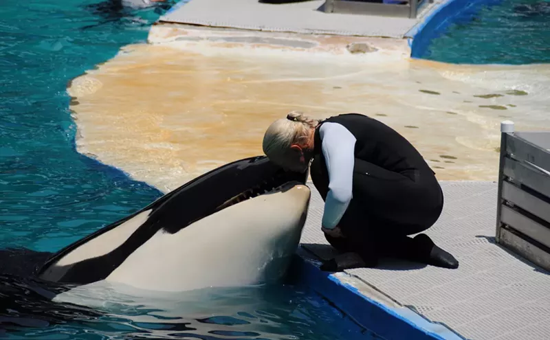 Image: Miami Seaquarium: Lolita the Orca Is Homeward Bound After 50 Years in Captivity