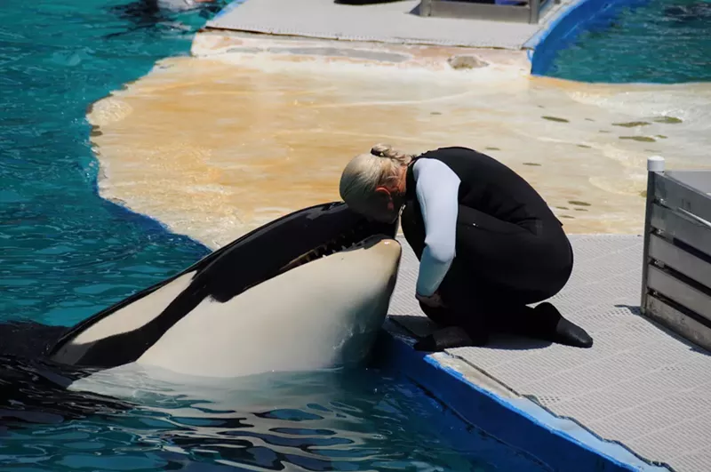 Image: Miami Seaquarium announced March 30 that it had joined forces with the nonprofit Friends of Toki and billionaire NFL team owner Jim Irsay to relocate Lolita to an ocean sanctuary.