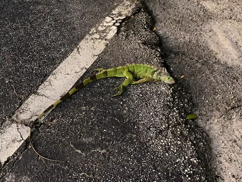 Image: It's officially frozen iguana season.