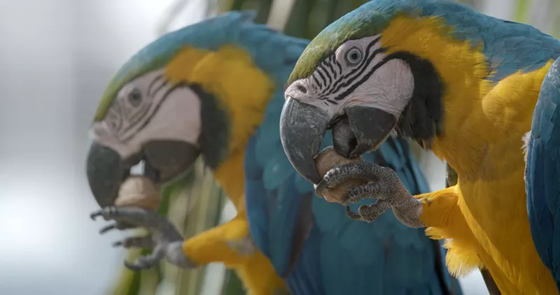 Image: The blue and gold macaws in Feinstein's neighborhood.