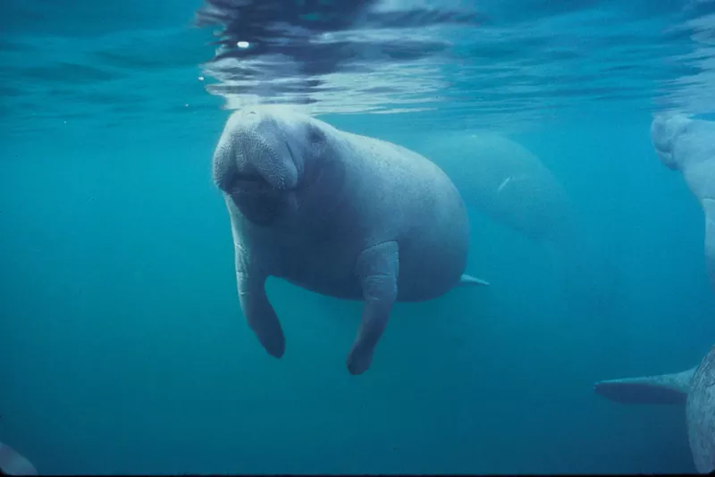 Image: Records numbers of manatees are dying of starvation from seagrass die-off and red tide brevotoxin poisoning.