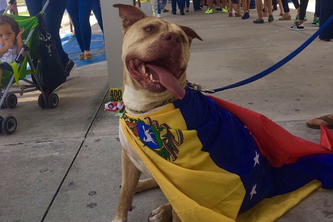 Venezuelan dogs came with their owners.