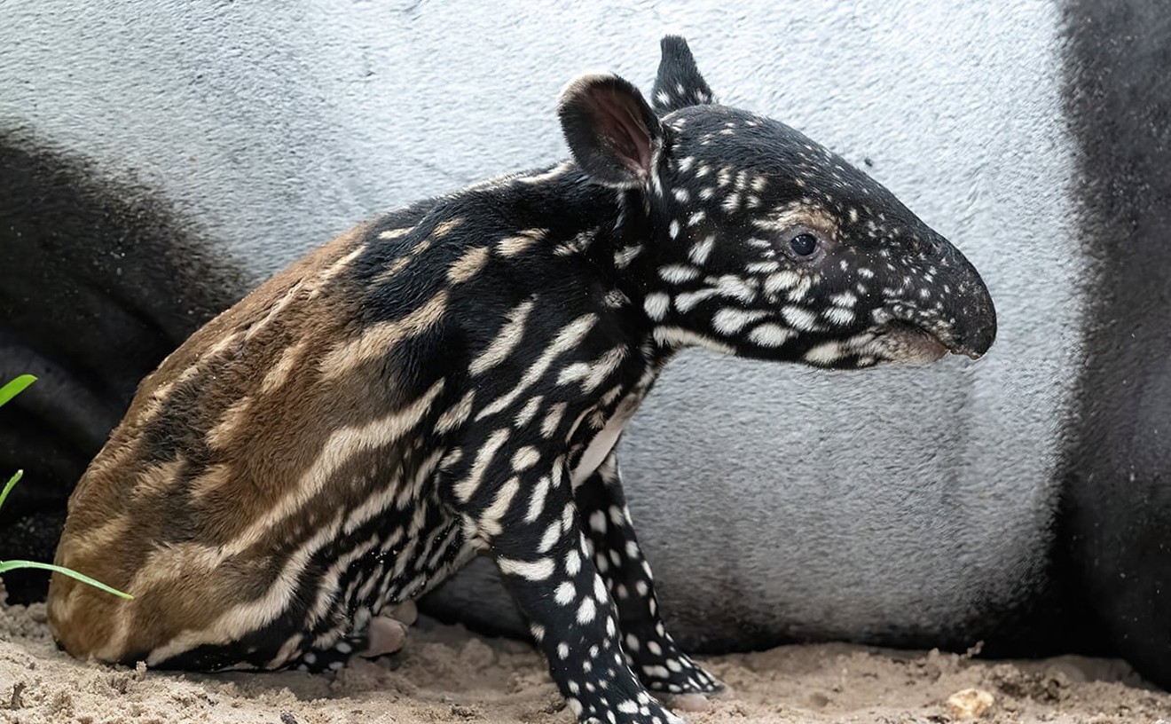 Move Over, Moo Deng! Endangered Malayan Tapir Born at Zoo Miami