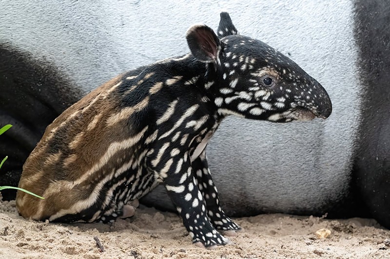 Zoo Miami has announced the birth of an endangered Malayan tapir, marking the first successful birth of the species at the zoo in nearly two decades.