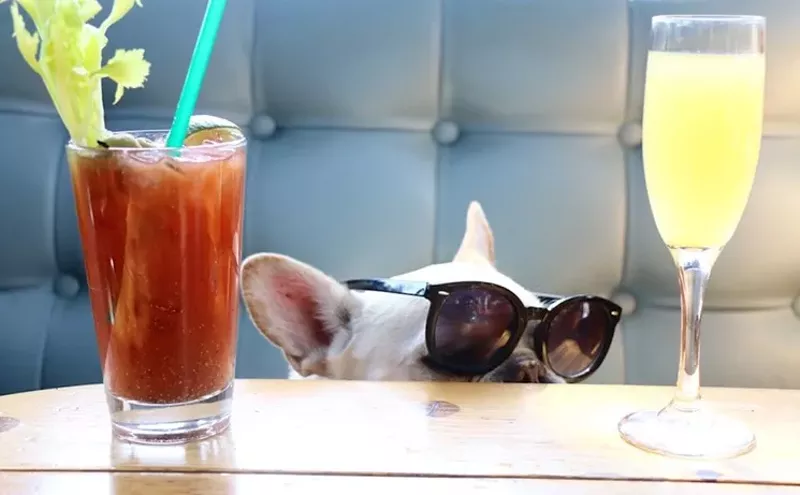 Image: National Dog Day 2019: Where to Celebrate With Your Four-Legged Friends