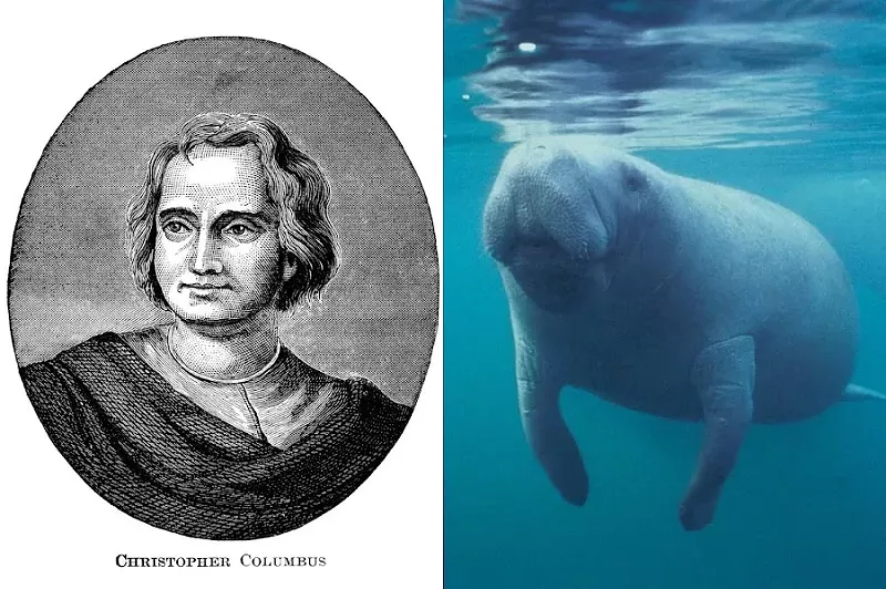 Image: split screen of columbus and a manatee