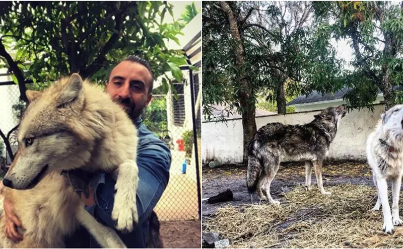 Image: North Beach Residents in Disbelief After Wolfdog Attacks Two More Dogs