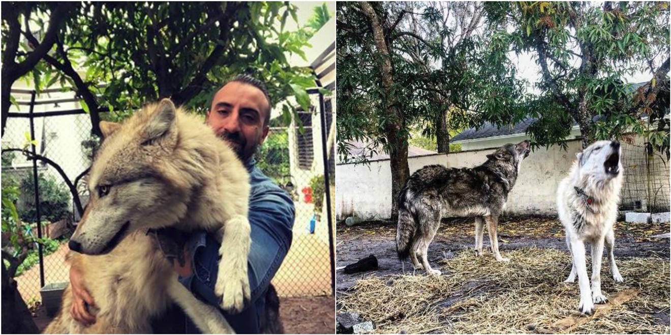 Luca Lavieri and his girlfriend own two wolfdogs.