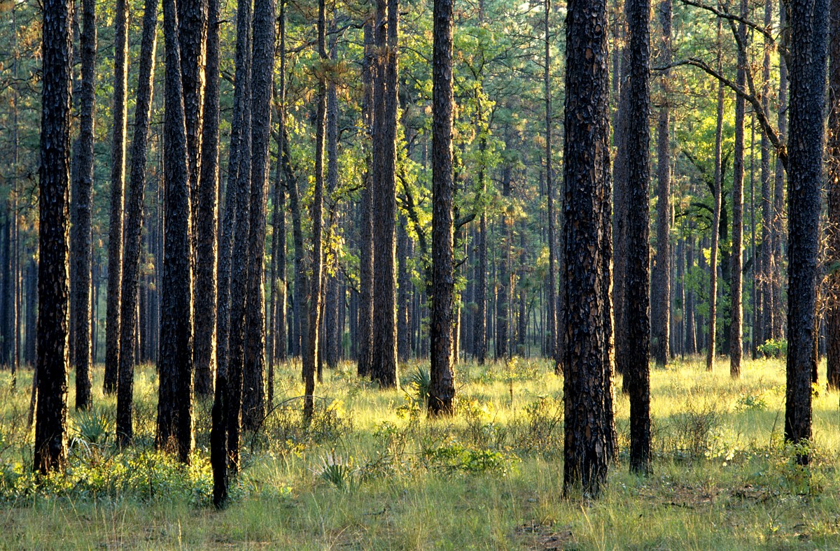 ocala_national_forest1-photo_by_bill_lea_-_credit_usda_forest_service_copy.jpg