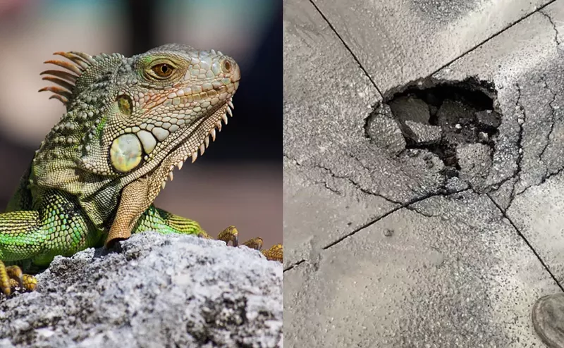Image: A split photo with a stern-looking iguana on the left, and a piece of cracked asphalt on the right