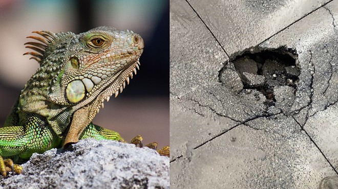 A split photo with a stern-looking iguana on the left, and a piece of cracked asphalt on the right