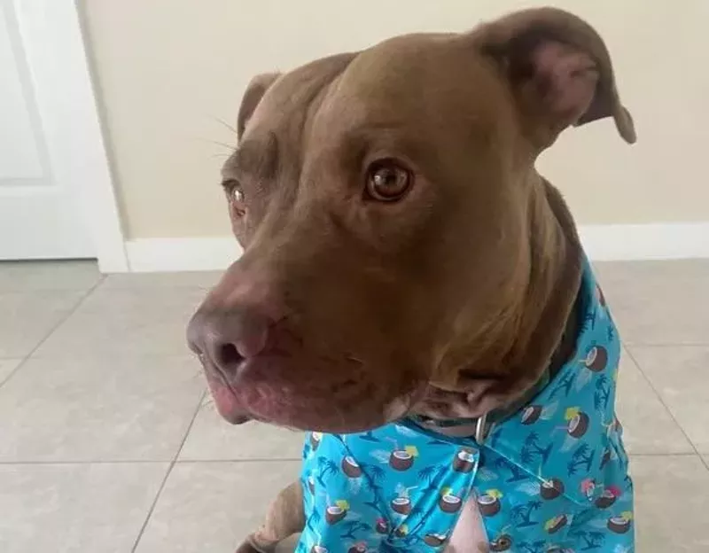 Image: Picolini's Animal Rescue is fostering Bruno after picking him up from Miami-Dade County Animal Services Medley overflow facility.