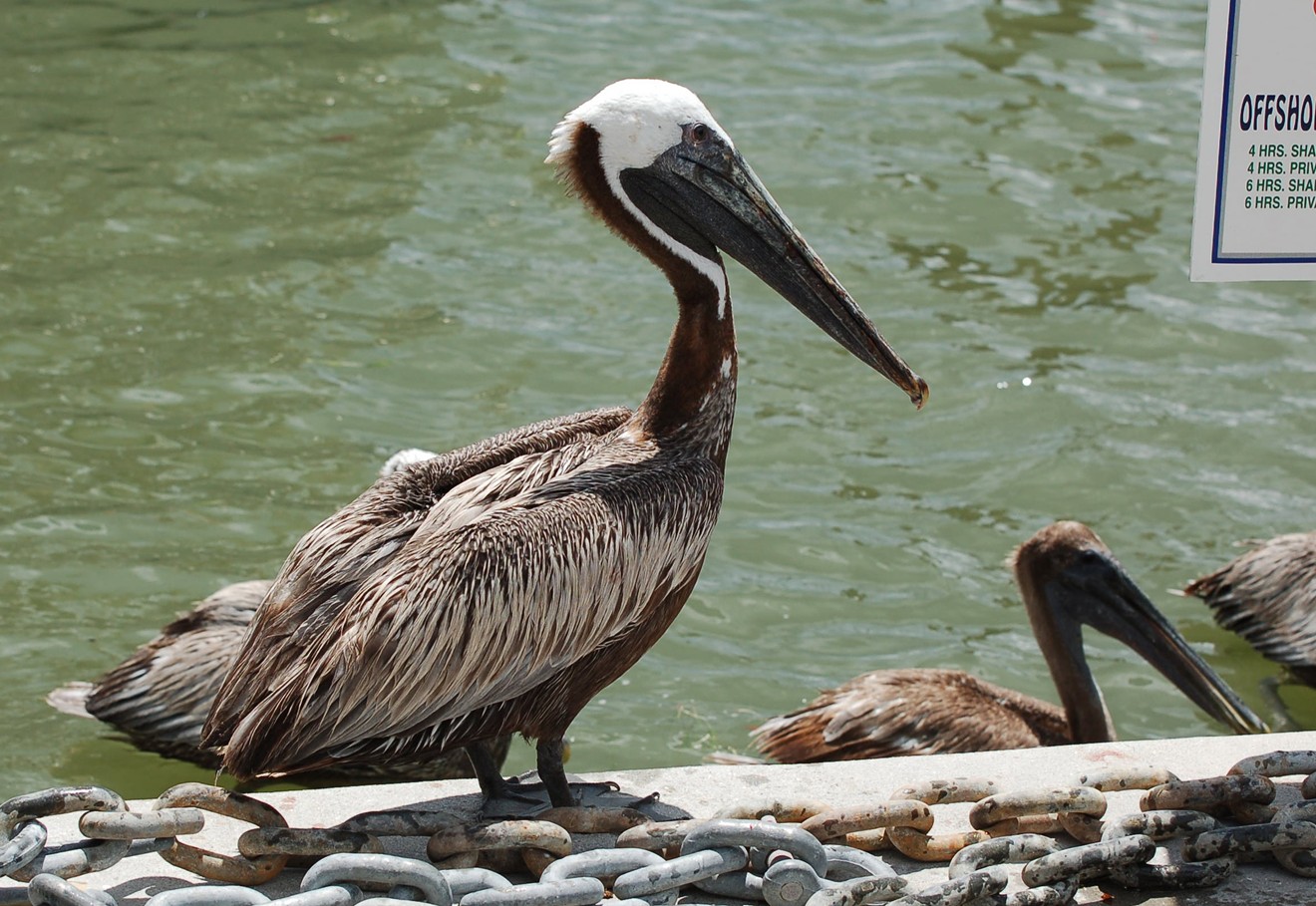 A brown pelican was found mutilated in Islamorada in early March.