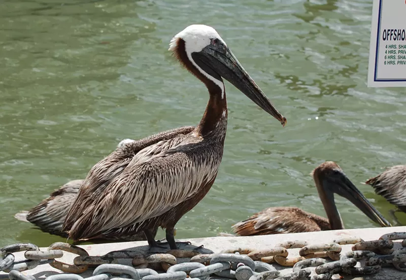 Image: A brown pelican was found mutilated in Islamorada in early March.