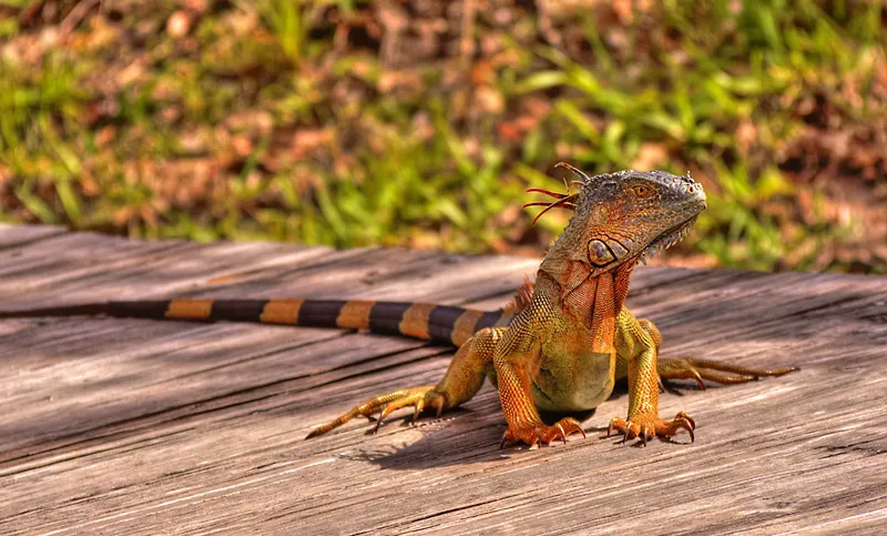 Image: An iguana sunbathes in Fort Lauderdale. The invasive reptiles have become a headache for homeowners in South Florida.