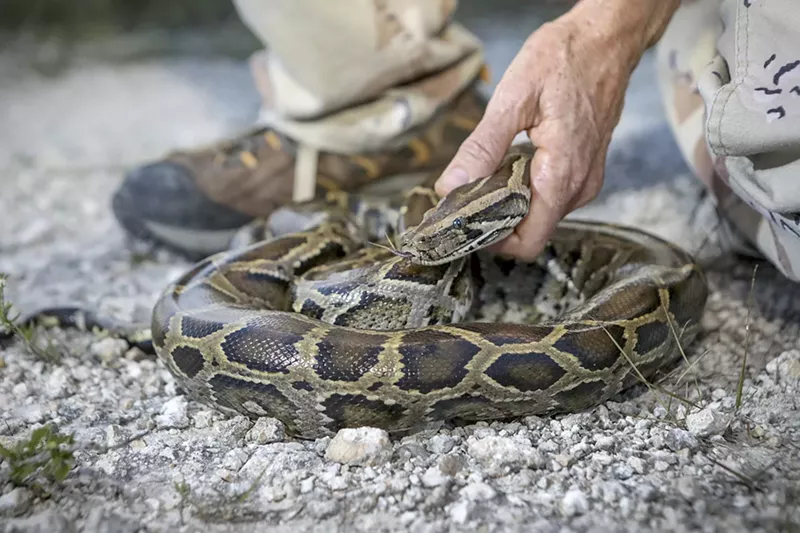 Image: Pythons, which are native to Southeast Asia, are an invasive species in Florida.