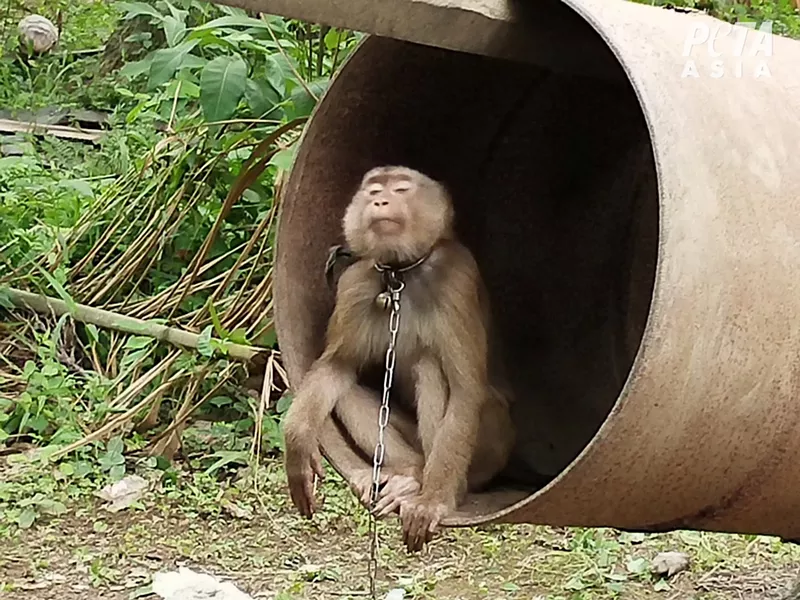 Image: A monkey chained at a coconut farm in Thailand.